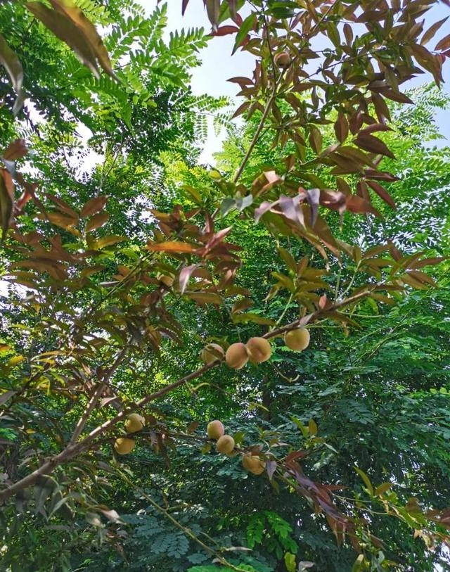 王戎不取道旁李(王戎不取道旁李意思) 王戎不取道旁李 王戎不取道旁李意思 第4张 王戎不取道旁李(王戎不取道旁李意思) 王戎不取道旁李 王戎不取道旁李意思 第4张