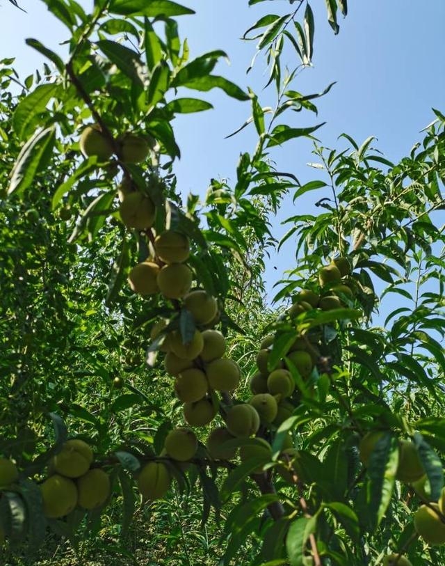 王戎不取道旁李(王戎不取道旁李意思) 王戎不取道旁李 王戎不取道旁李意思 第3张 王戎不取道旁李(王戎不取道旁李意思) 王戎不取道旁李 王戎不取道旁李意思 第3张