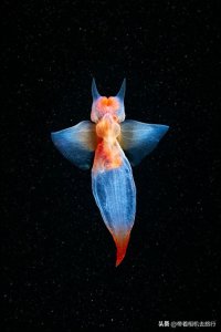 ​你知道“海洋天使”这种动物吗？小如扁豆，身形梦幻