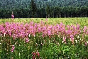 京北第一草原天路（史上最强版草原天路攻略）(34)