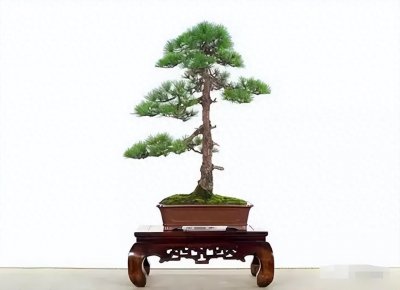 ​22种盆景的造型大全，你喜欢哪一种