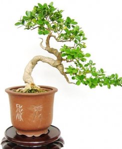 ​家有黄杨，世代栋梁？价值高不从瞎说来，一口气了解盆景黄杨盆景