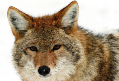 十大生命力顽强动物（知识科普生命力最顽强的10种生物）