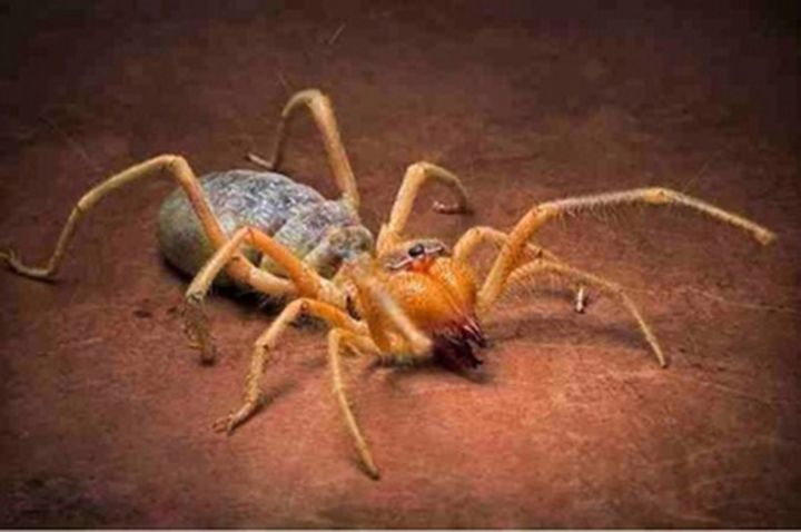 十大生命力顽强动物（知识科普生命力最顽强的10种生物）