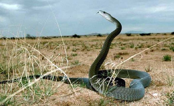 十大生命力顽强动物（知识科普生命力最顽强的10种生物）