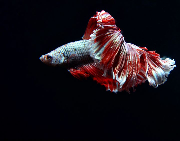 十大生命力顽强动物（知识科普生命力最顽强的10种生物）