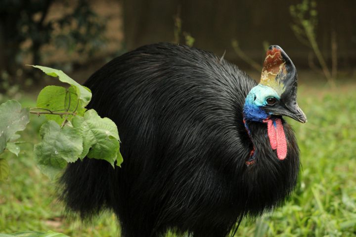 十大生命力顽强动物（知识科普生命力最顽强的10种生物）