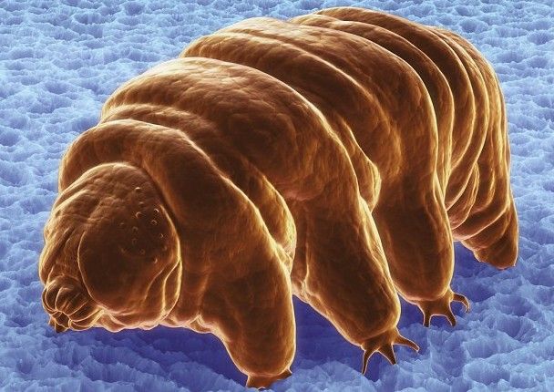 十大生命力顽强动物（知识科普生命力最顽强的10种生物）