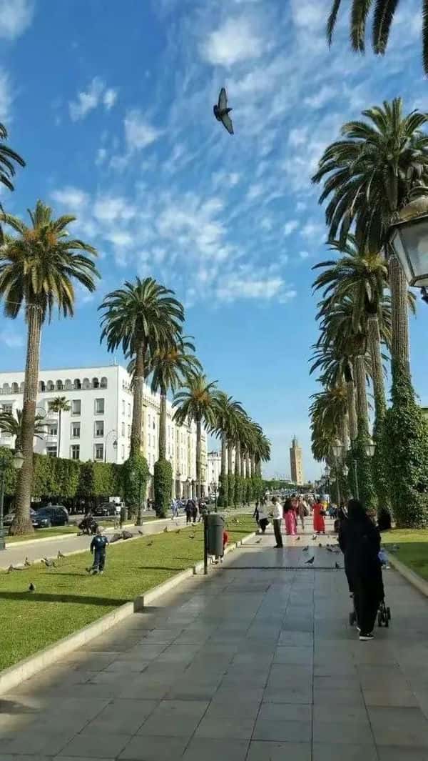 摩洛哥是讲什么语言（摩洛哥说什么语言为主）