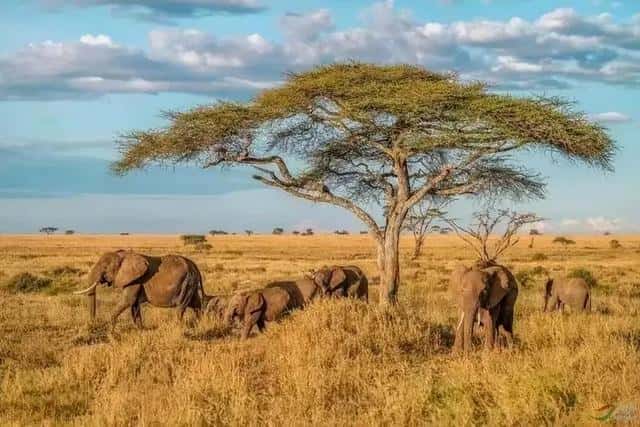 摩洛哥是讲什么语言（摩洛哥说什么语言为主）