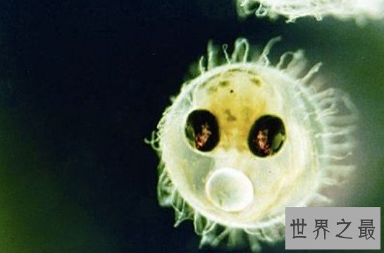 世界上细菌最多的水果,每个苹果携带的细菌高达1亿个