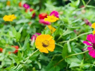 ​最毒的5种花，你都知道哪些？