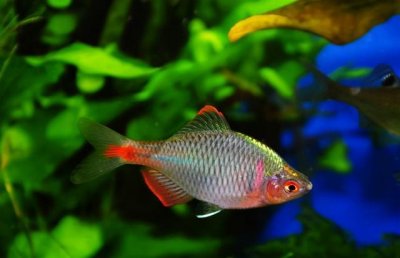 ​为什么有人认为鳑鲏鱼很难饲养？掌握以下几点，就可以把它们养好