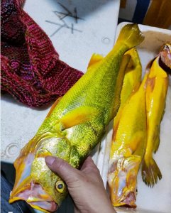 ​野生大黄鱼2斤以上多少一斤及野生大黄鱼为什么贵讲解