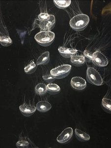 ​世界上能够“返老还童”的生物:透明冥月水母