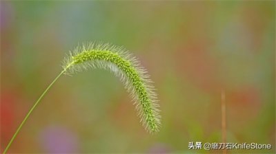 ​拍摄技巧 1︱四招教你如何拍出漂亮的背景虚化