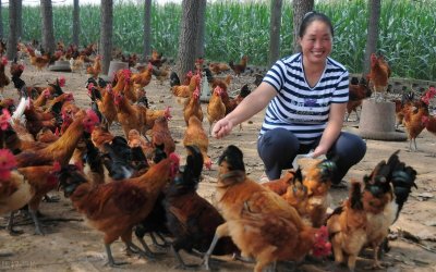 ​新手养鸡如果养3000只散养鸡的话有多少利润，需要多大的地方？