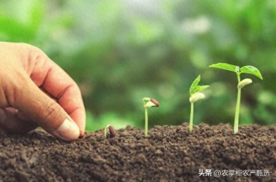 ​农业的重要性体现在哪些方面