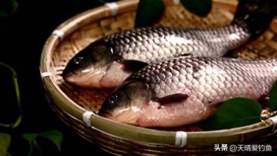​如何分清“野生鲫”和“工程鲫”，要看以下几点！很多人不知道