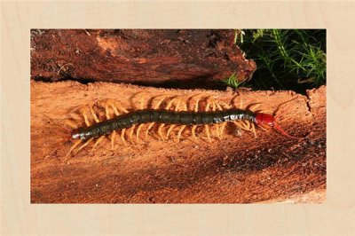 ​金头蜈蚣：长有42只脚的蜈蚣（又称为百脚虫）