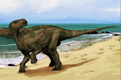 ​卡洛夫龙:喜好在湿润温馨地域生计（泥沼地也能瞅到）