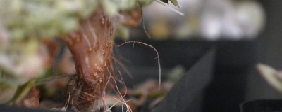 ​老桩多肉长气根怎么办