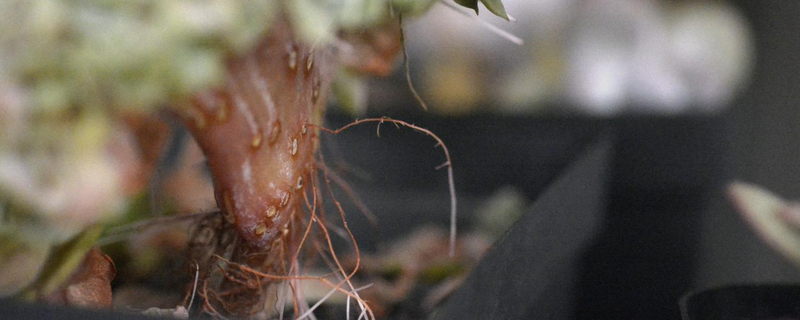 老桩多肉长气根怎么办(图1)