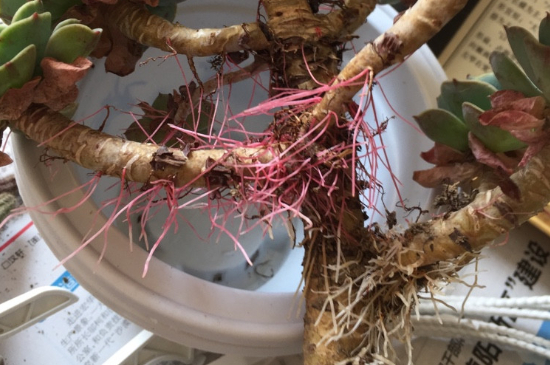 老桩多肉长气根怎么办(图3)