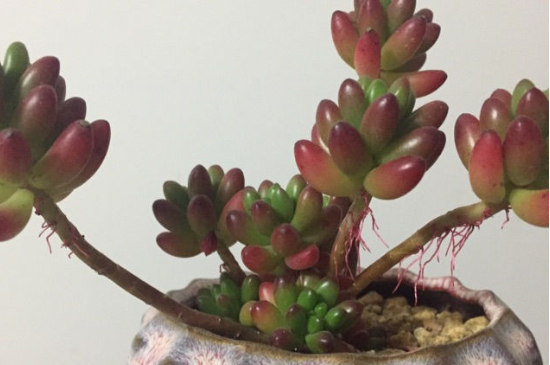 老桩多肉长气根怎么办(图4)