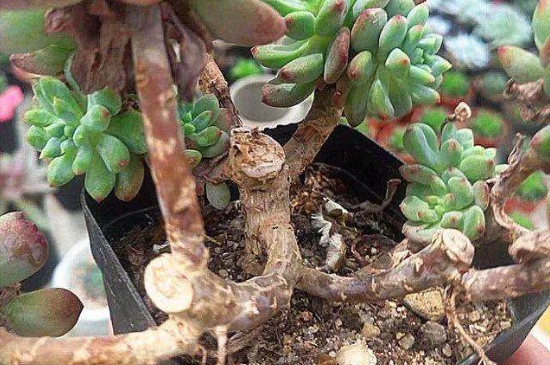 老桩多肉长气根怎么办(图2)