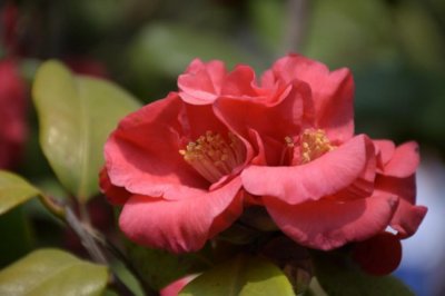 ​山茶花冬天养殖的禁忌