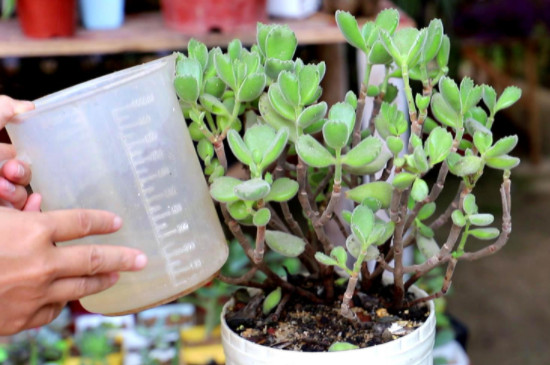 多肉要多久浇一次水(图3)