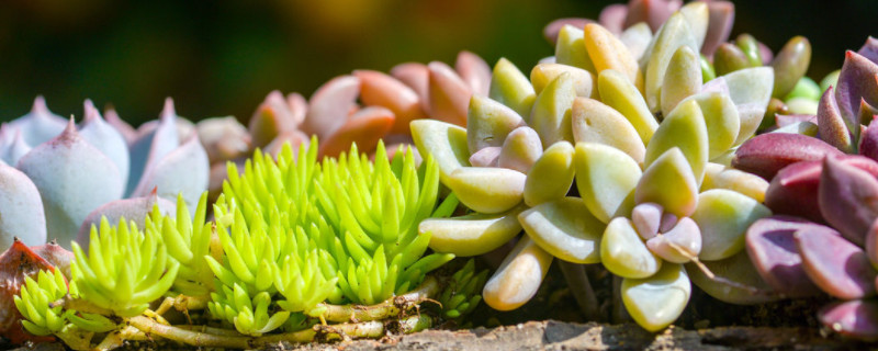 多肉要多久浇一次水(图1)