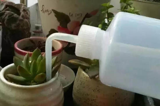多肉要多久浇一次水(图2)