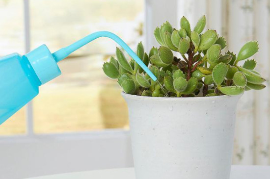 多肉要多久浇一次水(图4)