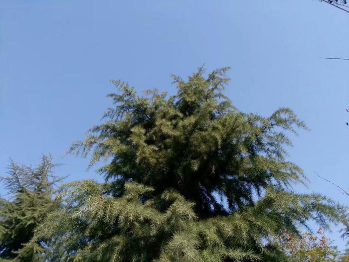 农村里只有老女人才会的一种手艺面临失传了, 现在年轻女人都不会