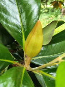 ​荷花玉兰：城市绿化的明星与生态的守护者