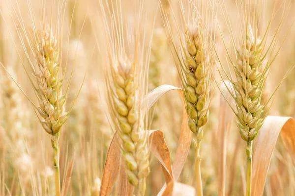 有哪些不常见的农作物（15种最常见的农作物的原产地）(1)