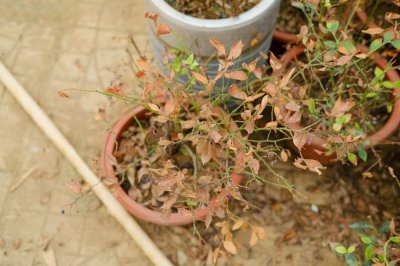 ​什么盆景开花最漂亮