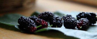 ​桑葚副作用及禁忌症是什么 桑葚副作用及禁忌症百度百科