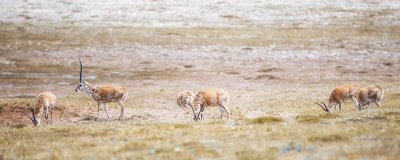 ​藏羚羊是不是国家保护动物