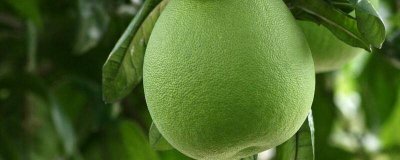 ​柚子清火还是上火的 柚子清火还是上火kpop夏雨