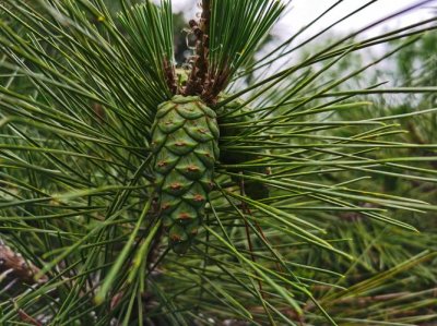 ​松树的作用有哪些（盘点松树的作用）