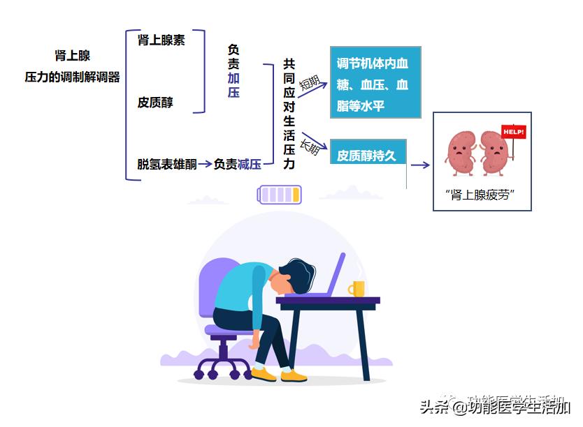 女性在什么情况下分泌荷尔蒙（荷尔蒙是什么分泌的）