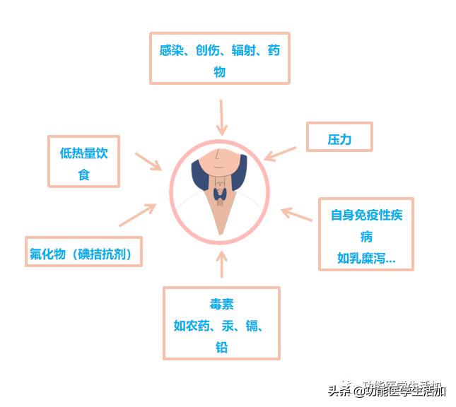女性在什么情况下分泌荷尔蒙（荷尔蒙是什么分泌的）
