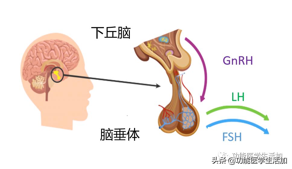 女性在什么情况下分泌荷尔蒙（荷尔蒙是什么分泌的）