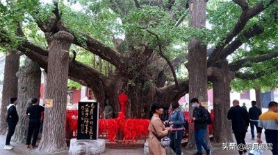​你见过生长4000年的树吗？这棵银杏树王被誉为天下第一树