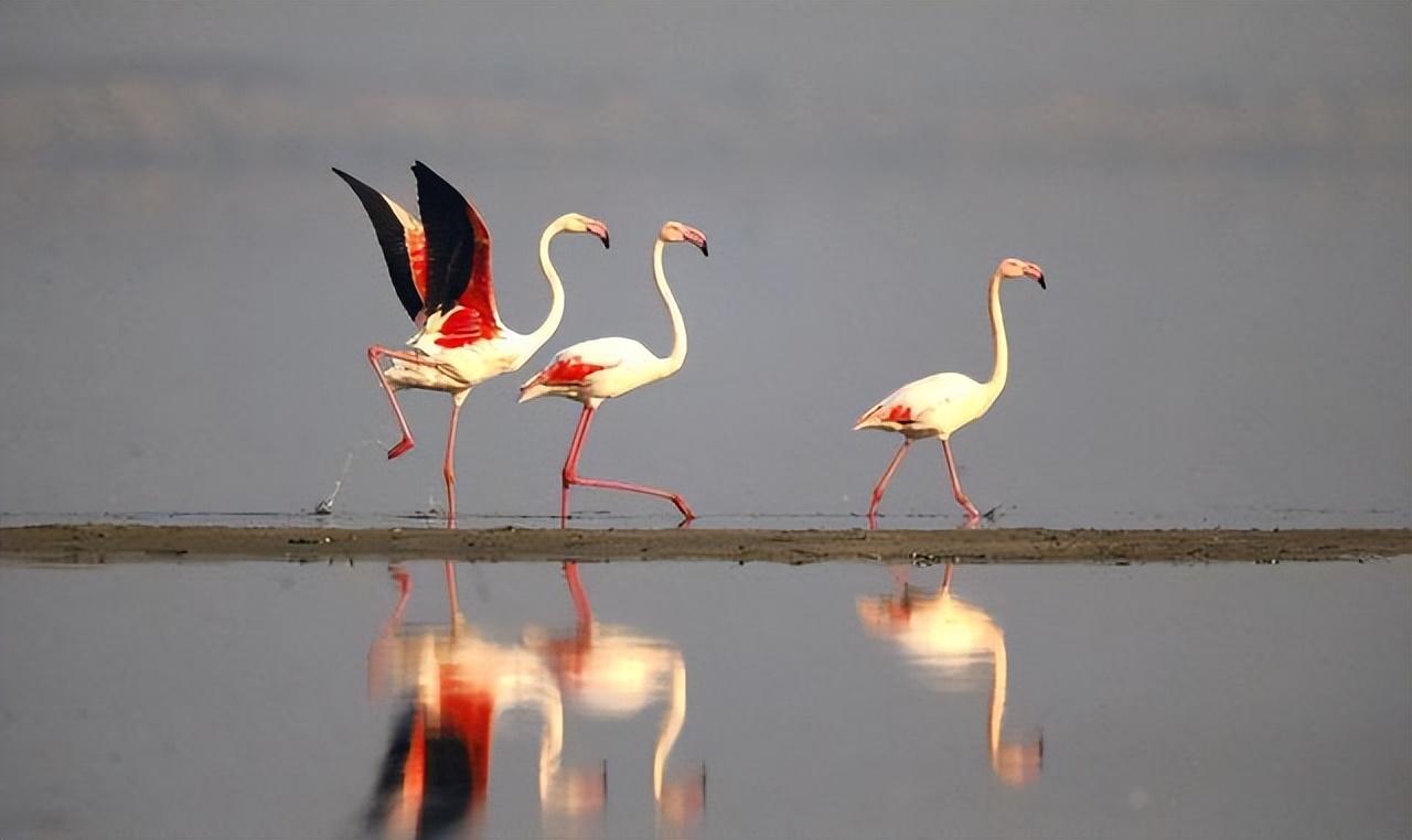 火烈鸟象征着爱情（火烈鸟在中国的寓意及象征）(图3)