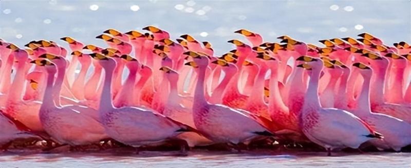 火烈鸟象征着爱情（火烈鸟在中国的寓意及象征）(图6)