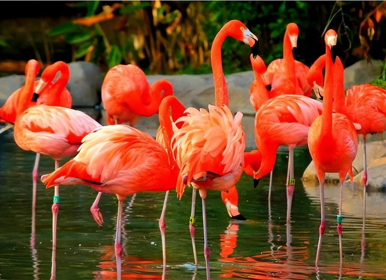 火烈鸟象征着爱情（火烈鸟在中国的寓意及象征）(图5)